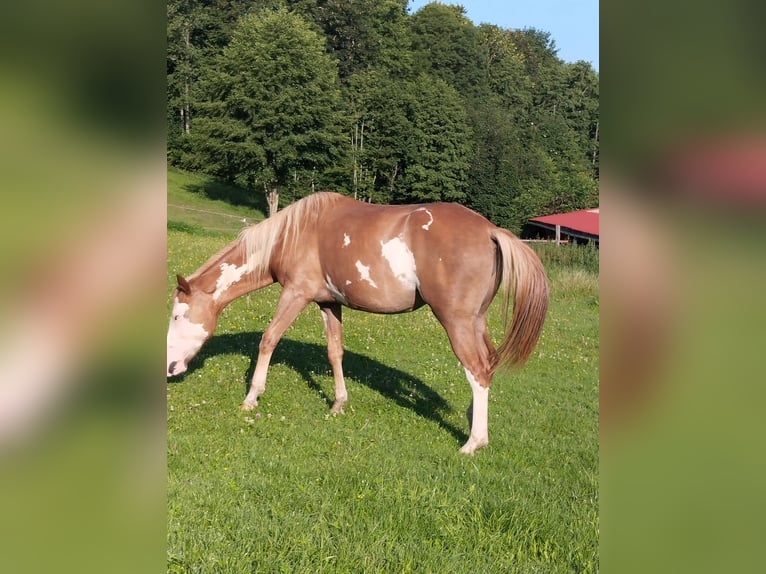 Pintos Mix Stute 2 Jahre 152 cm Fuchs in R&#xF6;dleiten