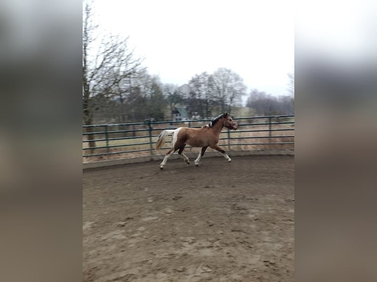 Pintos Stute 2 Jahre 153 cm Tobiano-alle-Farben in M&#xFC;nchberg