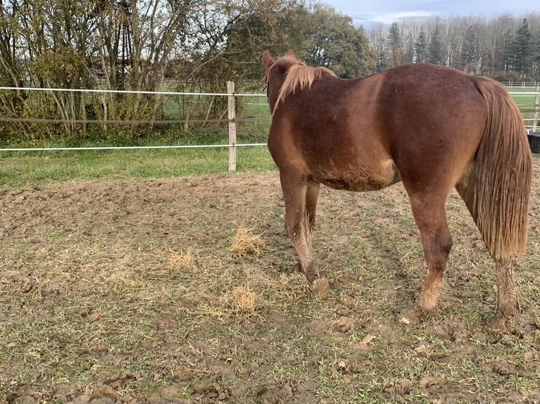 Pintos Mix Stute 2 Jahre 155 cm Fuchs in Agen