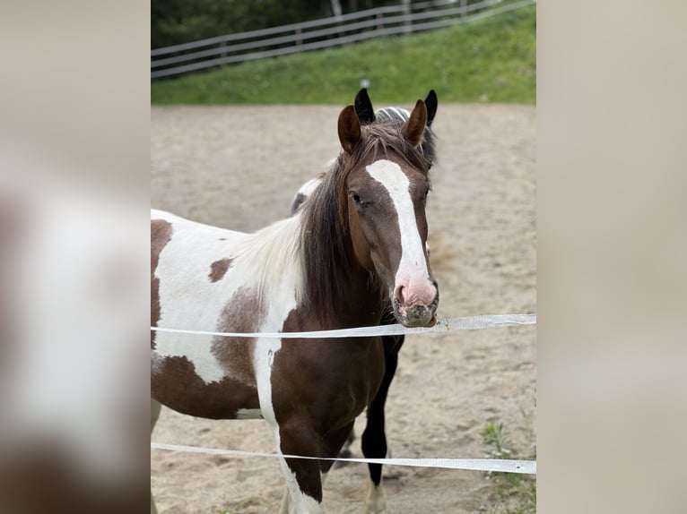 Pintos Mix Stute 2 Jahre 155 cm Schecke in Katsch