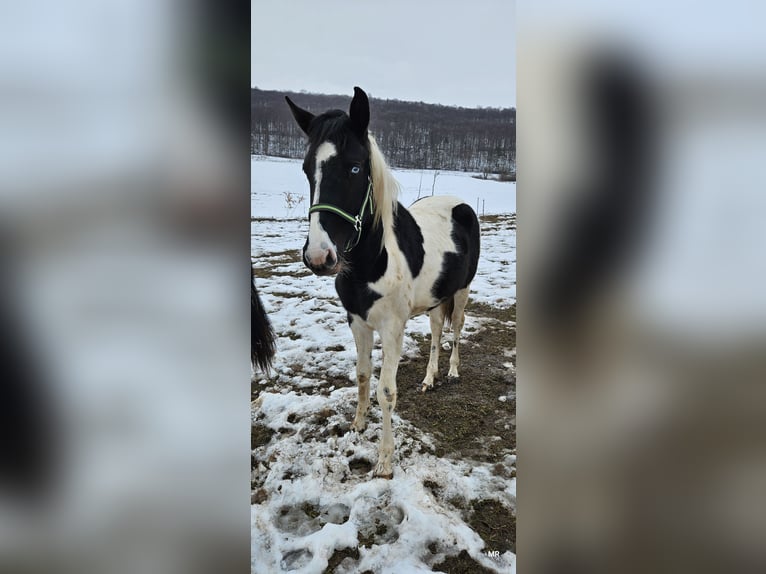 Pintos Mix Stute 2 Jahre 156 cm Schecke in Treffurt