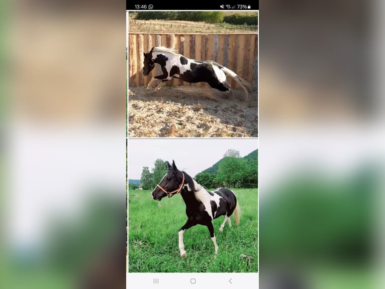 Pintos Mix Stute 2 Jahre 156 cm Schecke in Treffurt