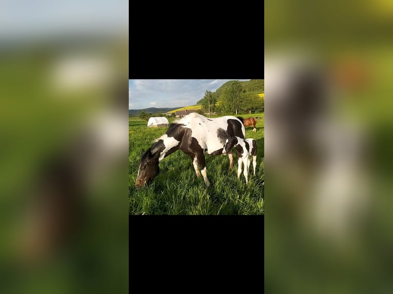Pintos Mix Stute 2 Jahre 156 cm Schecke in Treffurt