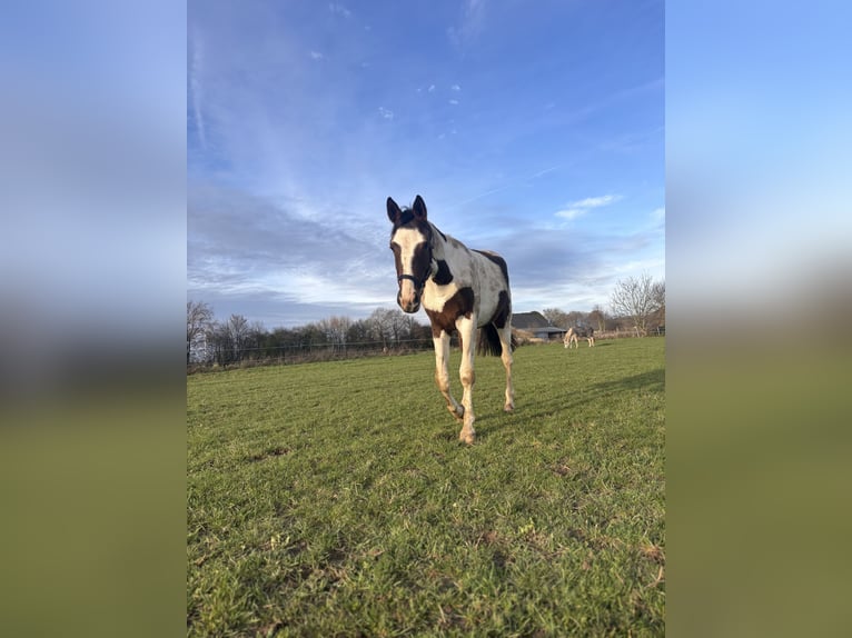 Pintos Stute 2 Jahre 161 cm Schecke in Kalkar