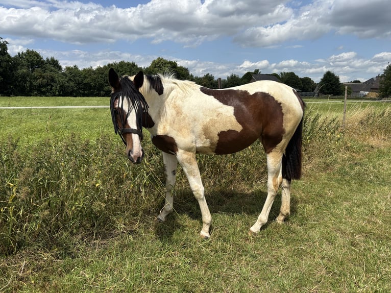 Pintos Stute 2 Jahre 161 cm Schecke in Kalkar