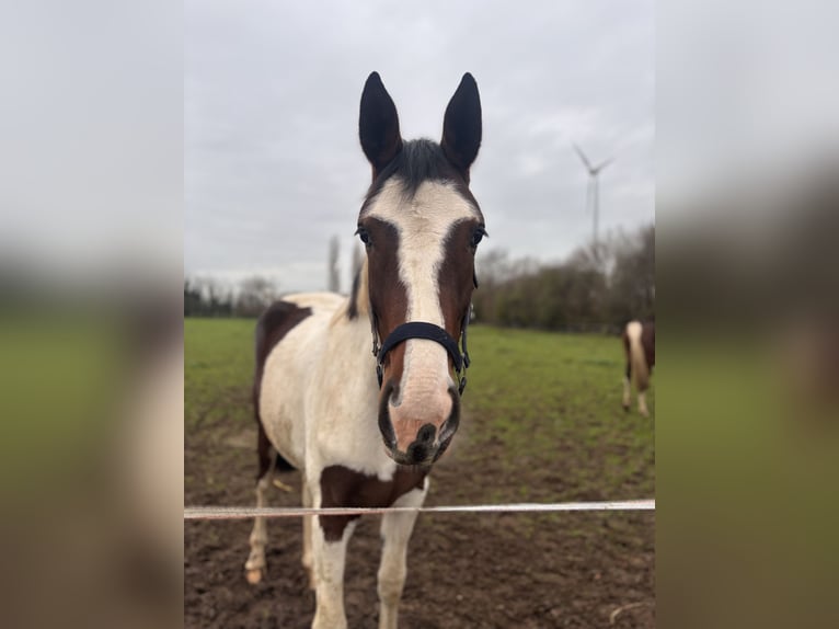 Pintos Stute 2 Jahre 161 cm Schecke in Kalkar