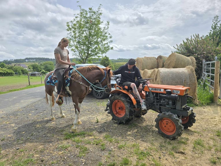 Pintos Stute 3 Jahre 145 cm Schecke in Linkenbach