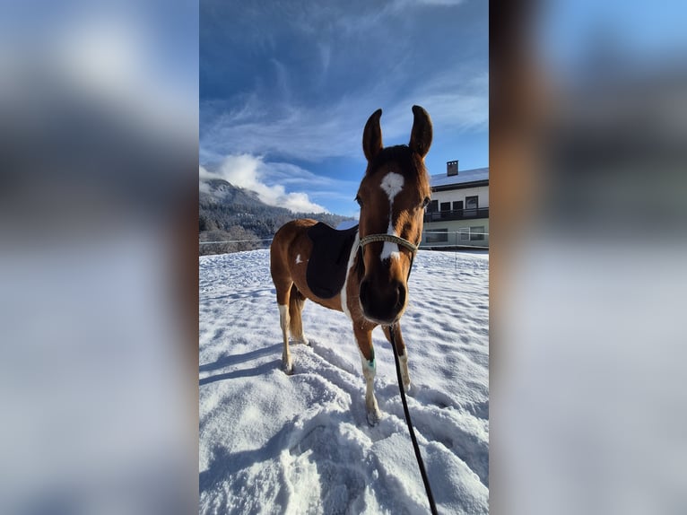 Pintos Mix Stute 3 Jahre 145 cm Schecke in Hermagor-Pressegger See
