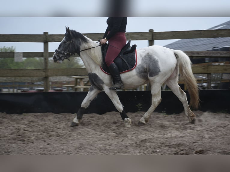 Pintos Stute 3 Jahre 148 cm Schecke in Achtmaal