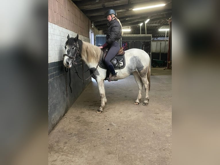 Pintos Stute 3 Jahre 148 cm Schecke in Achtmaal