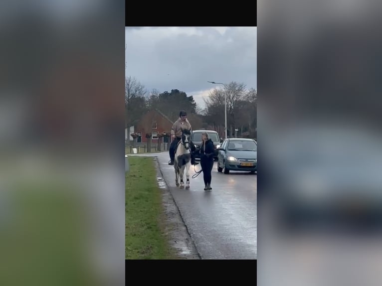 Pintos Stute 3 Jahre 148 cm Schecke in Achtmaal