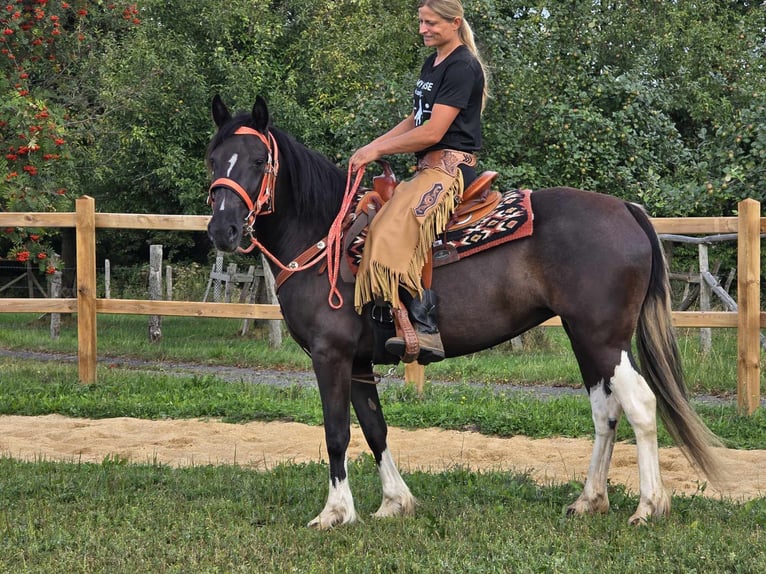 Pintos Stute 3 Jahre 148 cm Schecke in Linkenbach