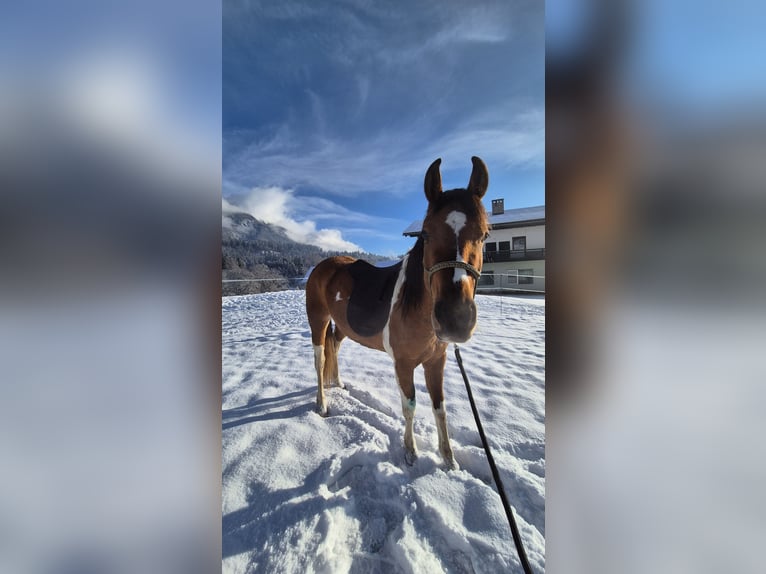 Pintos Mix Stute 3 Jahre 150 cm Schecke in Hermagor-Pressegger See