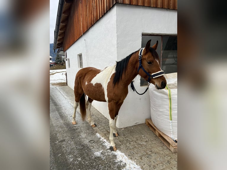 Pintos Mix Stute 3 Jahre 150 cm Schecke in Hermagor-Pressegger See