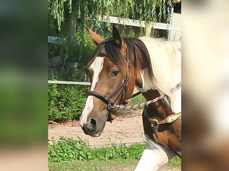 Pintos Stute 3 Jahre 152 cm Schecke in Bayerbach