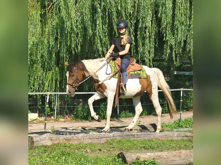Pintos Stute 3 Jahre 152 cm Schecke in Bayerbach