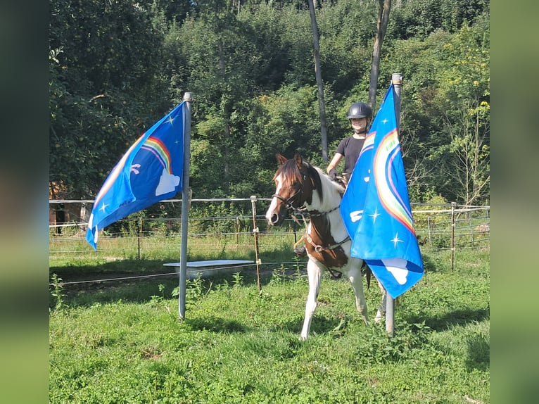 Pintos Stute 3 Jahre 152 cm Schecke in Bayerbach