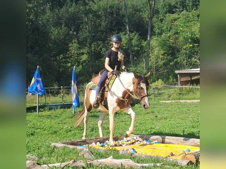 Pintos Stute 3 Jahre 152 cm Schecke in Bayerbach