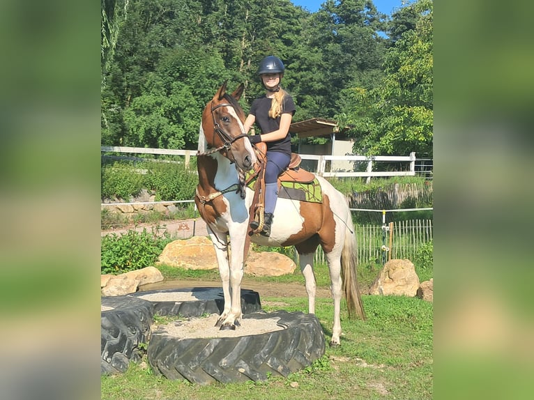 Pintos Stute 3 Jahre 152 cm Schecke in Bayerbach