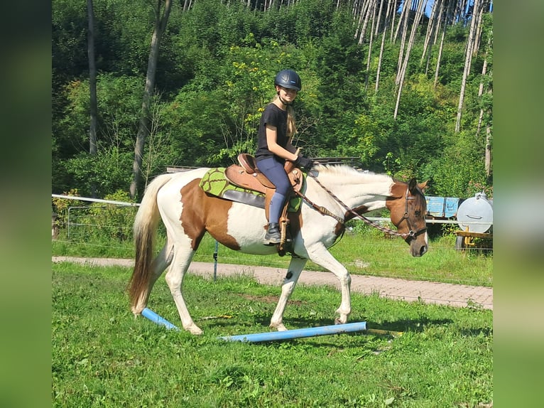 Pintos Stute 3 Jahre 152 cm Schecke in Bayerbach