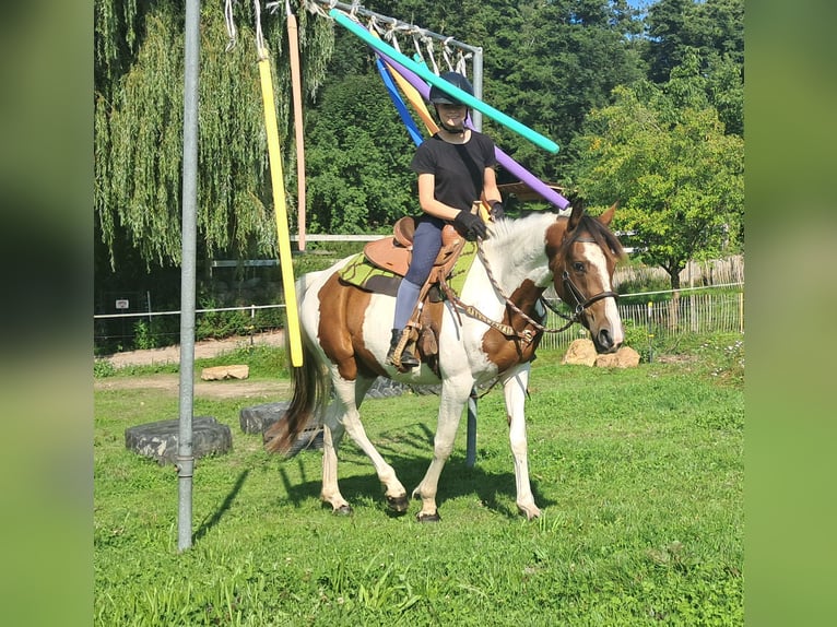 Pintos Stute 3 Jahre 152 cm Schecke in Bayerbach