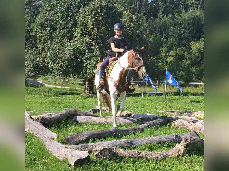 Pintos Stute 3 Jahre 152 cm Schecke in Bayerbach