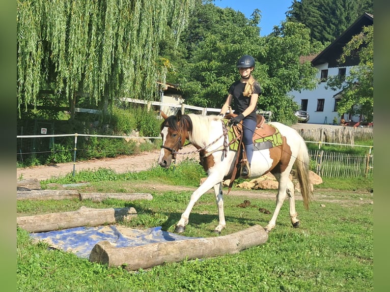 Pintos Stute 3 Jahre 152 cm Schecke in Bayerbach