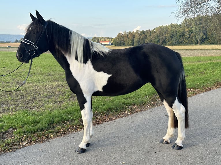 Pintos Mix Stute 3 Jahre 154 cm Schecke in Riedlingen