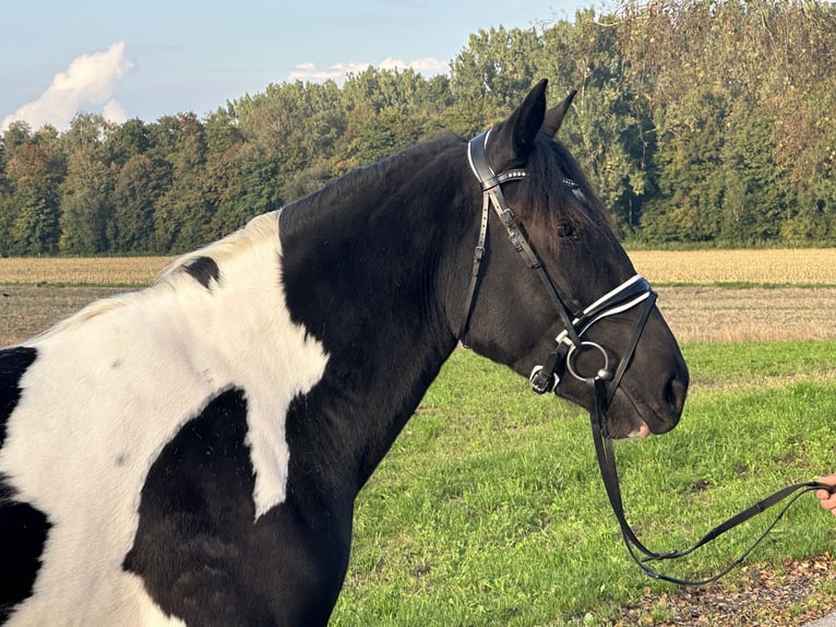 Pintos Mix Stute 3 Jahre 154 cm Schecke in Riedlingen