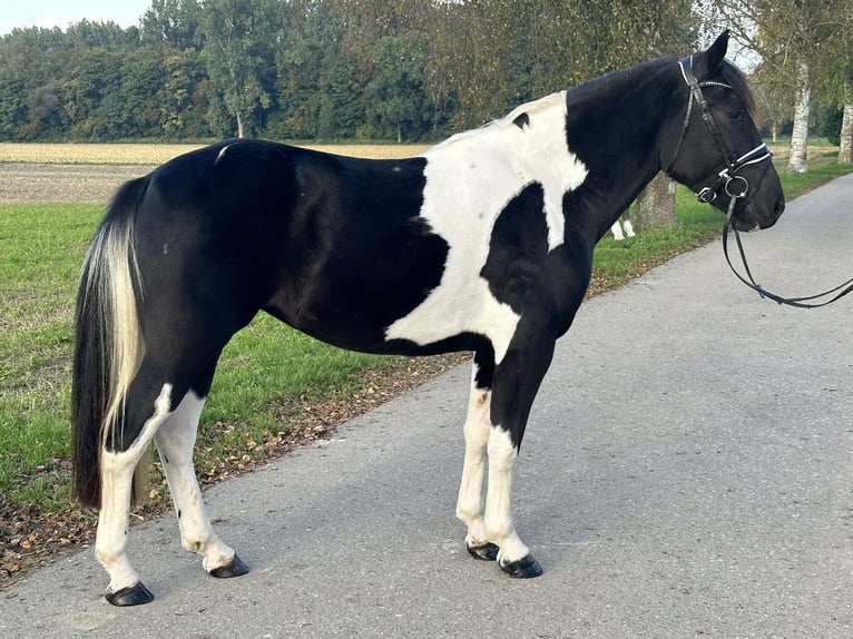 Pintos Mix Stute 3 Jahre 154 cm Schecke in Riedlingen