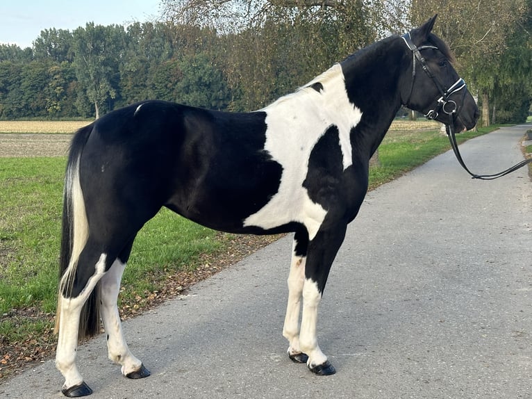 Pintos Mix Stute 3 Jahre 154 cm Schecke in Riedlingen