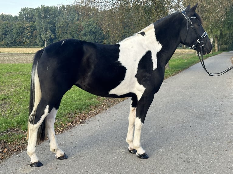 Pintos Mix Stute 3 Jahre 154 cm Schecke in Riedlingen
