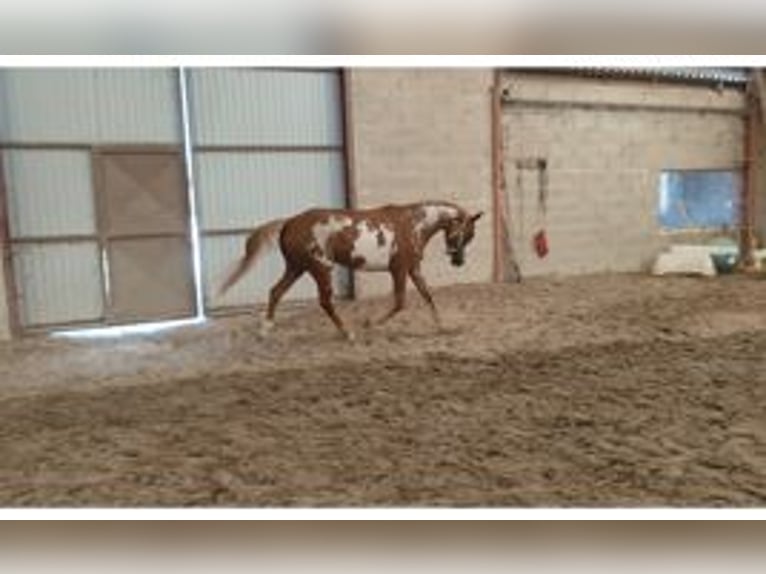 Pintos Stute 3 Jahre 155 cm Schecke in Les Essarts-le-Vicomte
