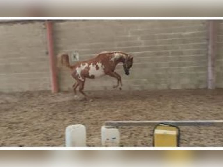 Pintos Stute 3 Jahre 155 cm Schecke in Les Essarts-le-Vicomte