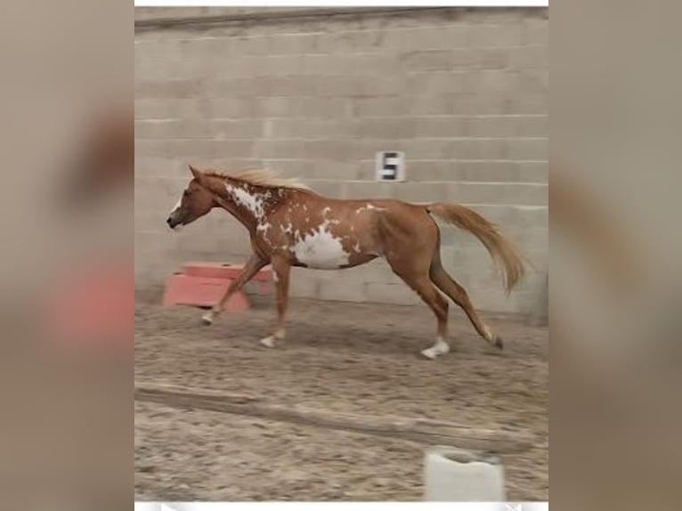 Pintos Stute 3 Jahre 155 cm Schecke in Les Essarts-le-Vicomte