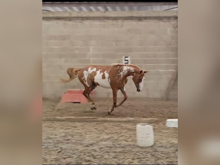 Pintos Stute 3 Jahre 155 cm Schecke in Les Essarts-le-Vicomte