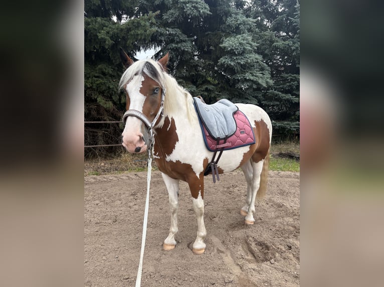 Pintos Mix Stute 3 Jahre 155 cm Schecke in Storkow