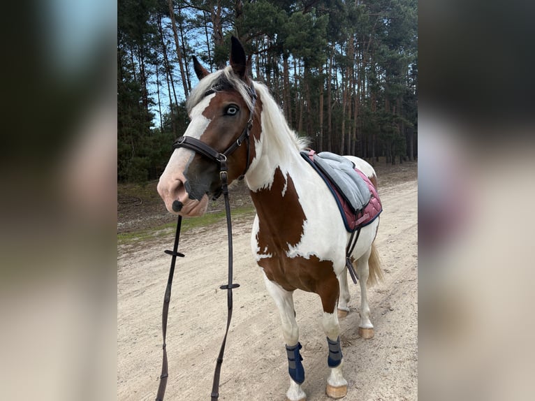 Pintos Mix Stute 3 Jahre 155 cm Schecke in Storkow