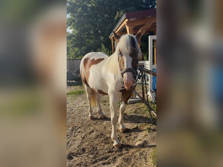 Pintos Mix Stute 3 Jahre 155 cm Schecke in Storkow