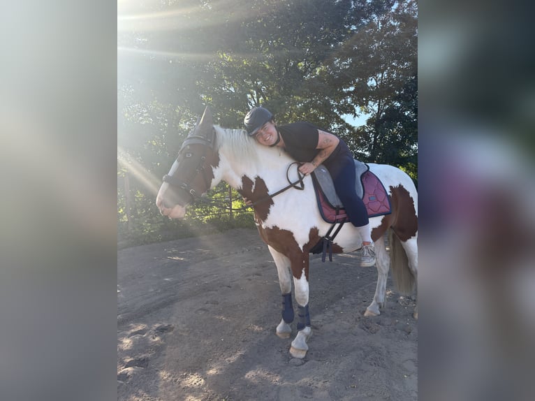 Pintos Mix Stute 3 Jahre 155 cm Schecke in Storkow