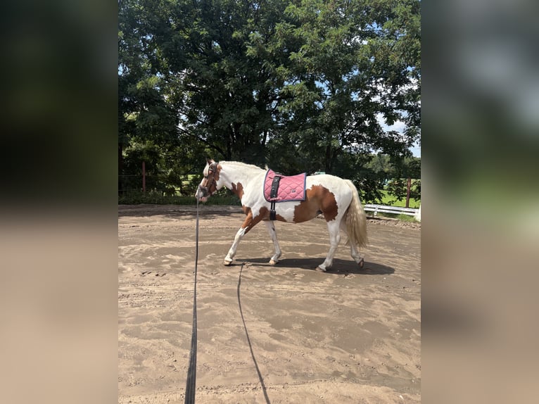 Pintos Mix Stute 3 Jahre 155 cm Schecke in Storkow