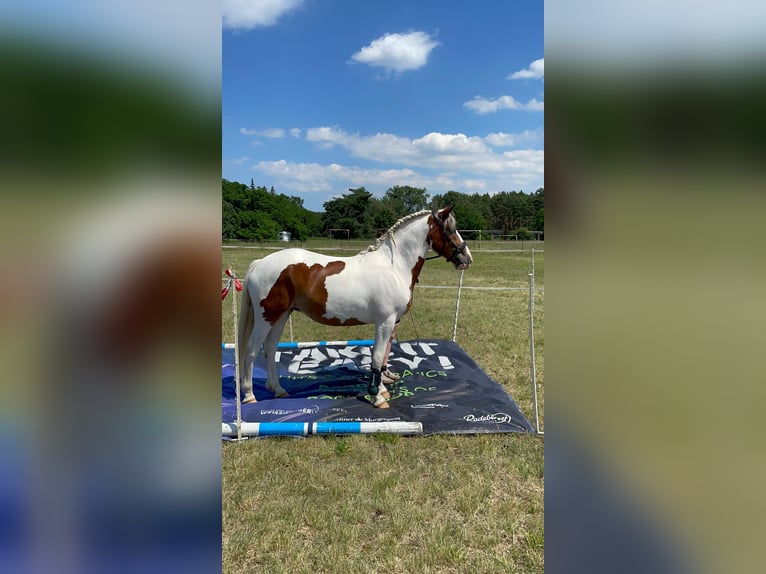 Pintos Mix Stute 3 Jahre 155 cm Schecke in Storkow
