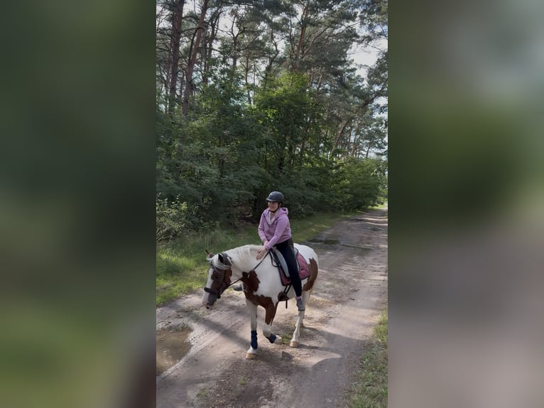 Pintos Mix Stute 3 Jahre 155 cm Schecke in Storkow