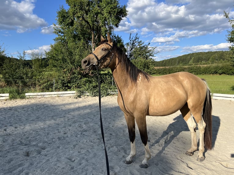 Pintos Stute 3 Jahre 158 cm in Velburg