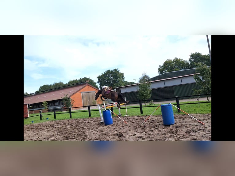 Pintos Stute 3 Jahre 165 cm Dunkelbrauner in Leer (Ostfriesland) Pintos Stute 3 Jahre 165 cm Dunkelbrauner in Leer (Ostfriesland)