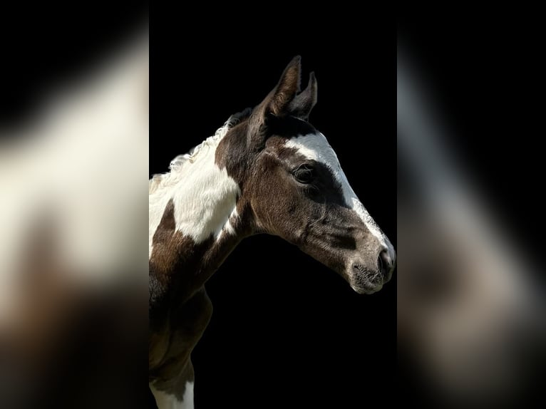 Pintos Stute 3 Jahre 168 cm Schecke in Salzbergen