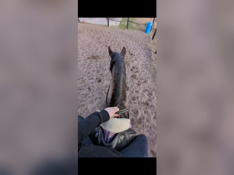 Pintos Stute 3 Jahre 170 cm Dunkelbrauner in Barßel