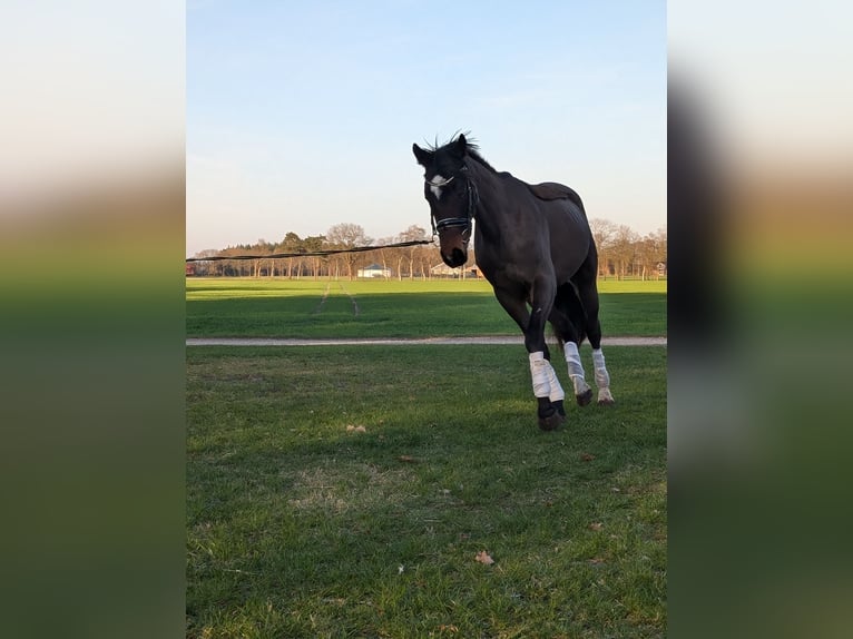 Pintos Stute 3 Jahre 170 cm Dunkelbrauner in Barßel