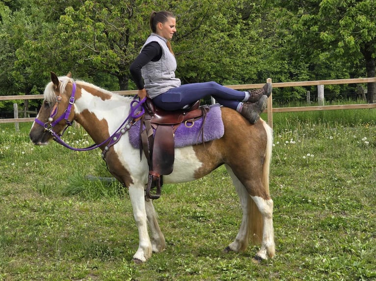 Pintos Stute 4 Jahre 135 cm Schecke in Linkenbach