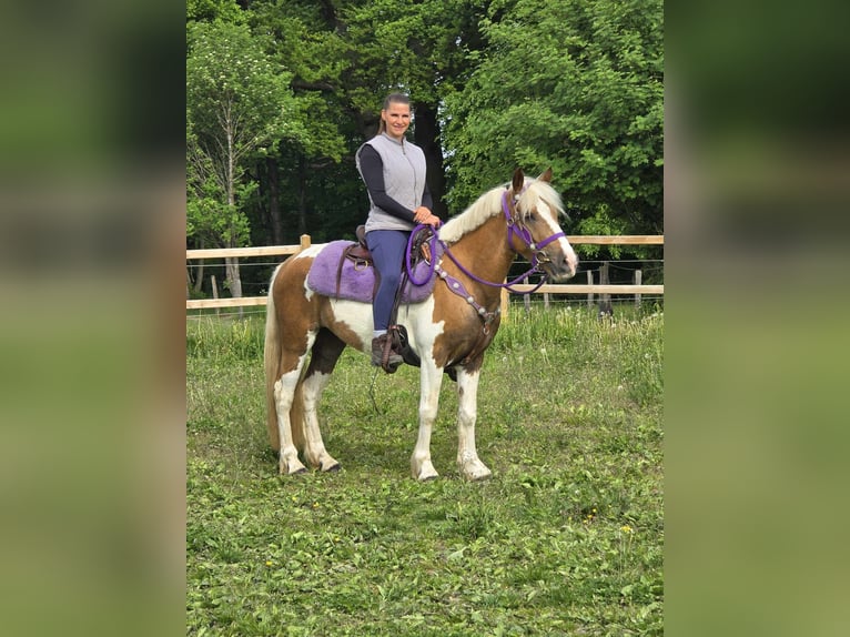 Pintos Stute 4 Jahre 135 cm Schecke in Linkenbach
